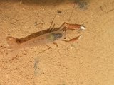 00596-2325 Prawn in Kenyalang Cave- photo by Garry K Smith